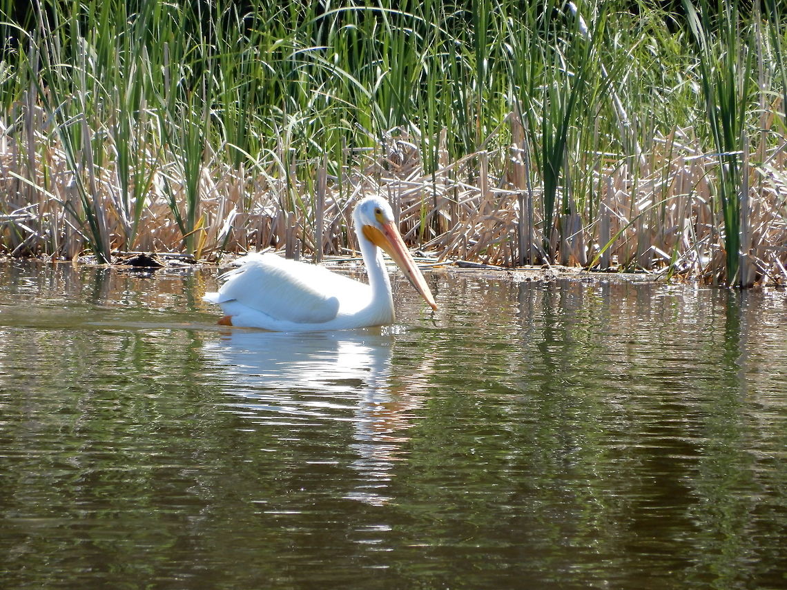 American White Pelican A lone American White Pelican (Pelecanus erythrorhynchos) swims around the bay at Elk Island National Park, Alberta, Canada. Alberta,American White Pelican,Canada,Elk Island National Park,Geotagged,Pelecanus erythrorhynchos,Spring