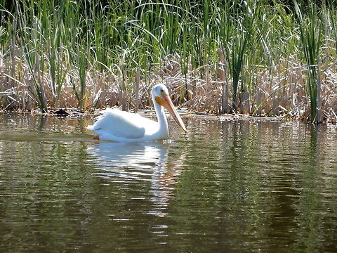 American White Pelican A lone American White Pelican (Pelecanus erythrorhynchos) swims around the bay at Elk Island National Park, Alberta, Canada. Alberta,American White Pelican,Canada,Elk Island National Park,Geotagged,Pelecanus erythrorhynchos,Spring