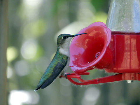 Ruby-throated Hummingbird A female Ruby-throated Hummingbird (Archilochus colubris) takes a rest at the feeder, Beaverhill Lake Natural Area, Alberta, Canada. Ramsar site no. 370. Alberta,Archilochus colubris,Beaverhill Lake Natural Area,Canada,Geotagged,Ramsar wetland,Ruby-throated Hummingbird,Ruby-throated hummingbird,Spring