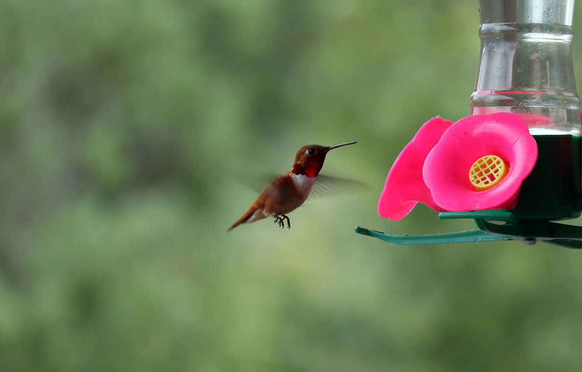 Rufous Hummingbird Rufous Hummingbird (Selasphorus rufus) coming in for a landing at Creston Valley Wildlife Management Area, British Columbia, Canada. Ramsar site no. 649. British Columbia,Canada,Creston Valley Wildlife Management Area,Geotagged,Ramsar wetland,Rufous Hummingbird,Selasphorus rufus,Spring
