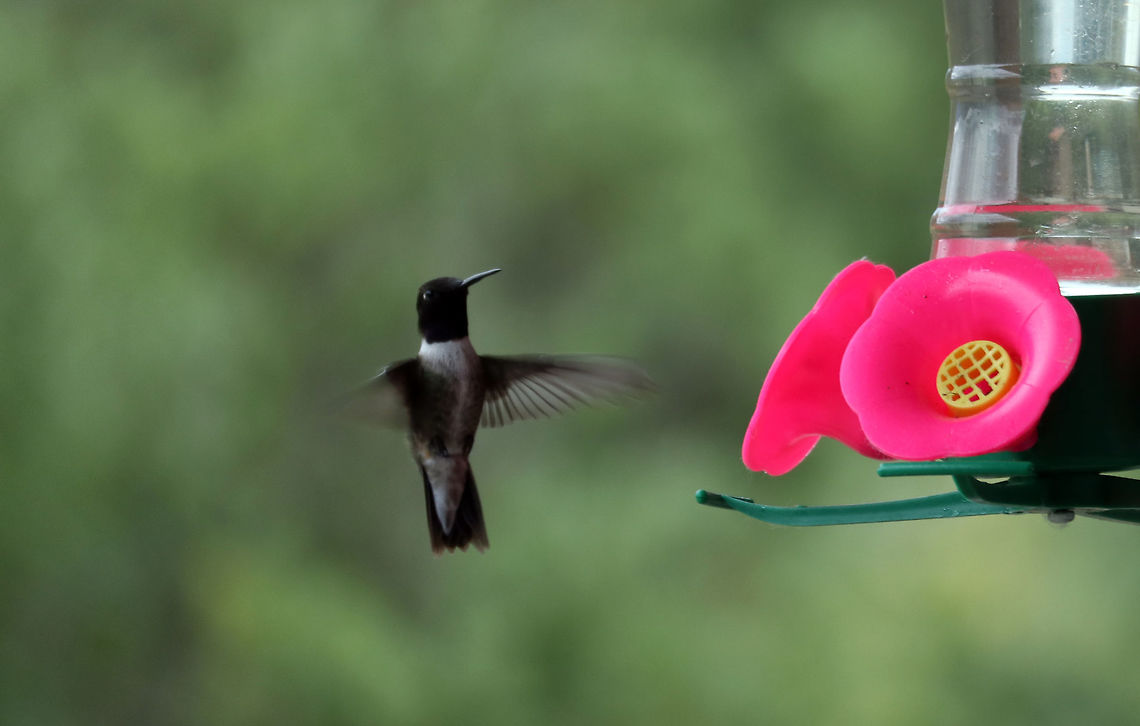Black-chinned Hummingbird Black-chinned Hummingbird (Archilochus alexandri) hovering at the nectar feeder at the Creston Valley Wildlife Management Area, British Columbia, Canada. Ramsar site no. 649. Archilochus alexandri,Black chinned hummingbird,Black-chinned Hummingbird,British Columbia,Canada,Creston Valley Wildlife Management Area,Geotagged,Ramsar wetland,Spring