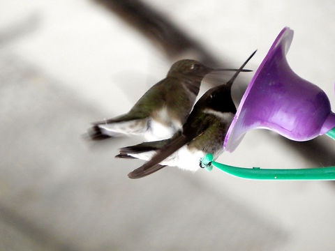 Black-chinned Hummingbirds Black-chinned Hummingbirds (Archilochus alexandri) fooling around at the nectar feeder at Creston Valley Wildlife Management Area, British Columbia, Canada. Ramsar site no. 649. Archilochus alexandri,Black chinned hummingbird,Black-chinned Hummingbirds,British Columbia,Canada,Creston Valley Wildlife Management Area,Geotagged,Ramsar wetland,Spring