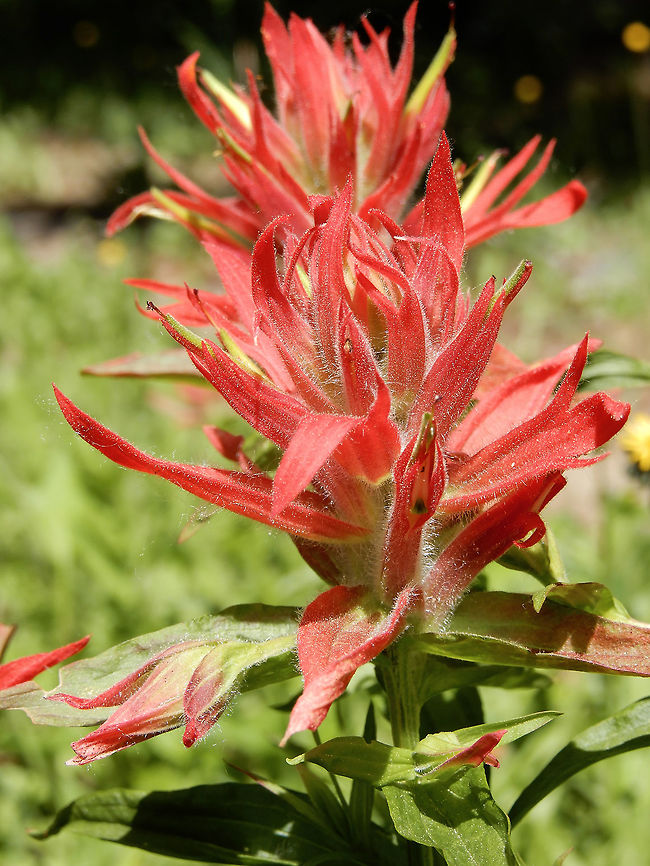 Giant Red Indian Paintbrush All along the roadside up the mountain the Giant Red Indian Paintbrush (Castilleja miniata) could be seen at Mount Revelstoke National Park, British Columbia, Canada. British Columbia,Canada,Castilleja miniata,Geotagged,Giant Red Indian Paintbrush,Mount Revelstoke National Park,Spring