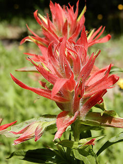 Giant Red Indian Paintbrush All along the roadside up the mountain the Giant Red Indian Paintbrush (Castilleja miniata) could be seen at Mount Revelstoke National Park, British Columbia, Canada. British Columbia,Canada,Castilleja miniata,Geotagged,Giant Red Indian Paintbrush,Mount Revelstoke National Park,Spring