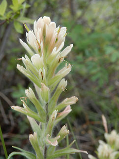 Labrador Indian-Paintbrush Not as colourful as the Red Paintbrush, the Labrador Indian-Paintbrush (Castilleja septentrionalis) is found alongside of it at the Columbia Wetlands, British Columbia, Canada. Ramsar site no. 1463. British Columbia,Canada,Castilleja septentrionalis,Columbia Wetlands,Geotagged,Labrador Indian-Paintbrush,Ramsar wetland,Spring