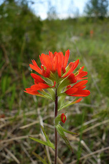 Scarlet Indian-paintbrush Throughout the fen, the Scarlet Indian-paintbrush (Castilleja coccinea) brought a touch of red at Bruce Peninsula National Park of Canada, Lake Huron, Ontario, Canada. Bruce Peninsula National Park of Canada,Canada,Castilleja coccinea,Geotagged,Lake Huron,Ontario,Scarlet Indian paintbrush,Scarlet Indian-paintbrush,Spring