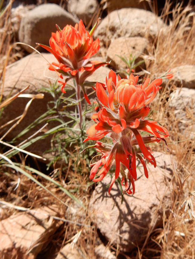 Desert Indian Paintbrush There was some debate about what species this was. But finally came to the conclusion that it is Desert Indian Paintbrush (Castilleja chromosa) found at Agua Fria National Monument, Arizona, United States. Agua Fria National Monument,Arizona,Castilleja angustifolia,Castilleja chromosa,Desert Indian Paintbrush,Geotagged,Spring,United States