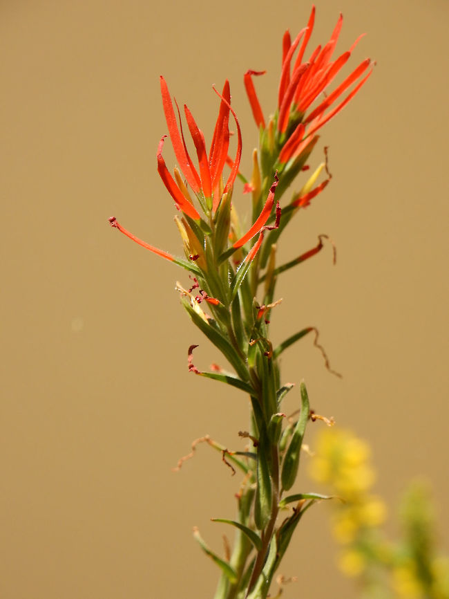 Lesser Indian Paintbrush Along the shoreline of a shallow creek, the Lesser Indian Paintbrush (Castilleja minor) is found at Agua Fria National Monument, Arizona, United States. Agua Fria National Monument,Arizona,Castilleja minor,Geotagged,Lesser Indian Paintbrush,Spring,United States