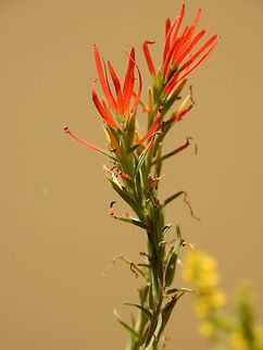 Lesser Indian Paintbrush Along the shoreline of a shallow creek, the Lesser Indian Paintbrush (Castilleja minor) is found at Agua Fria National Monument, Arizona, United States. Agua Fria National Monument,Arizona,Castilleja minor,Geotagged,Lesser Indian Paintbrush,Spring,United States