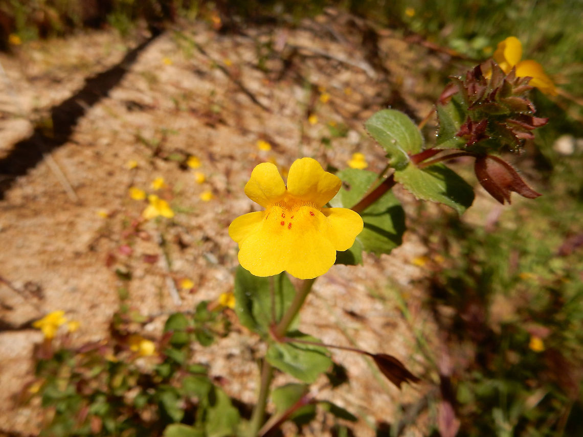 Common Yellow Monkeyflower A patch of Common Yellow Monkeyflowers (Mimulus guttatus) sprout from a ground seep at Agua Fria National Monument, Arizona, United States. Agua Fria National Monument,Arizona,Common Yellow Monkeyflowers,Geotagged,Mimulus guttatus,Seep monkeyflower,Spring,United States
