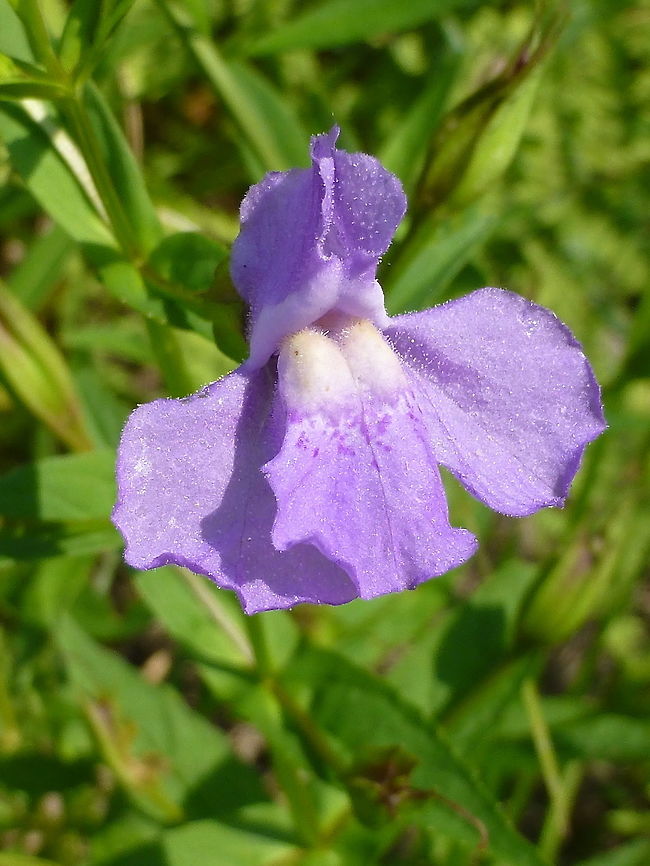 Square-stemmed Monkeyflower My favourite flower. On the shore of a beaver pond, the Square-stemmed Monkeyflower (Mimulus ringens) blooms at Gatineau Park, Quebec, Canada. Canada,Gatineau Park,Geotagged,Mimulus ringens,Quebec,Ramsay Lake,Square-stemmed Monkeyflower,Summer