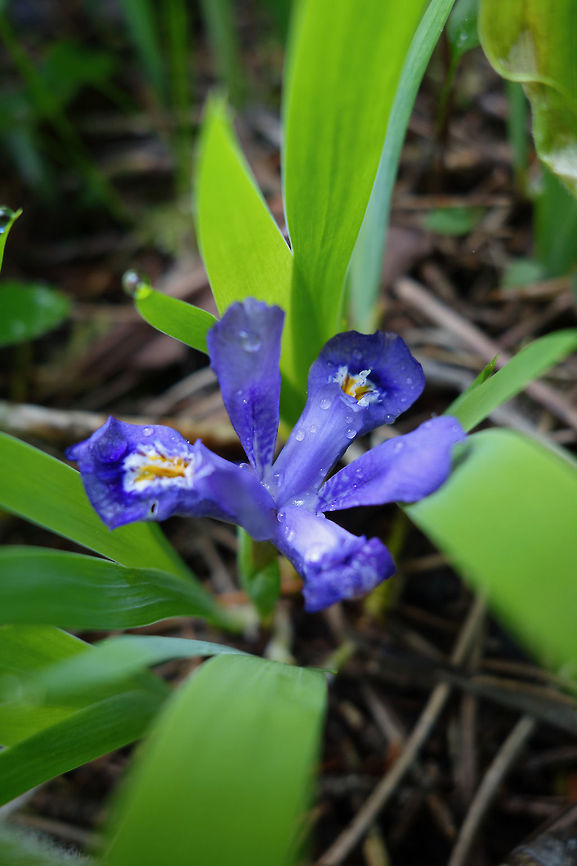 Dwarf Lake Iris Listed as vulnerable in Ontario, this small Dwarf Lake Iris (Iris lacustris) was found in the wooded shoreline of Lake Huron at Bruce Peninsula National Park of Canada, Ontario, Canada. Conservation Status: vulnerable (N3) in Canada (NatureServe). Bruce Peninsula National Park of Canada,Canada,Dwarf Lake Iris,Geotagged,Iris lacustris,Ontario,Spring,vulnerable