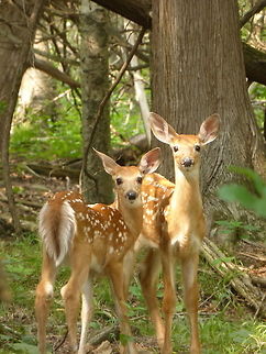White-tailed Fawns Curious White-tailed Fawns (Odocoileus virginianus) pose together in the woods of the city of Ottawa's greenbelt. Jack Pine Trail, Ottawa, Ontario, Canada. Canada,Geotagged,Jack Pine Trail,Odocoileus virginianus,Ontario,Ottawa,Summer,White-tailed Fawns,White-tailed deer,deer