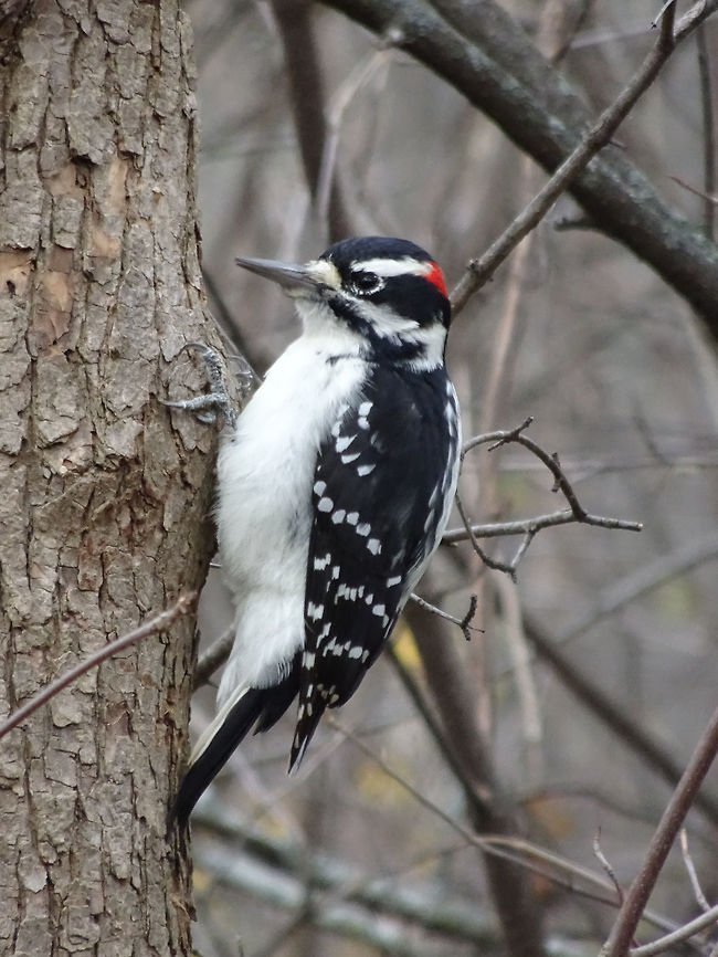 Hairy Woodpecker Situated next to the Ottawa River is lake named Mud. It is a popular birding area &amp; considered by most to be the best wildlife area of the city. Here is where I found this Hairy Woodpecker (Dryobates villosus). Britannia Conservation Area, Mud Lake, Ottawa, Ontario, Canada. Britannia Conservation Area,Canada,Dryobates villosus,Fall,Geotagged,Hairy Woodpecker,Hairy woodpecker,Mud Lake,Ontario,Ottawa,villosus