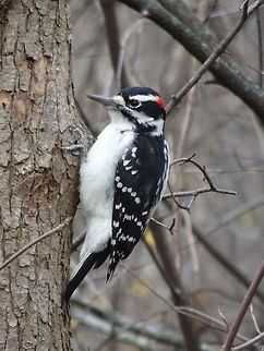 Hairy Woodpecker Situated next to the Ottawa River is lake named Mud. It is a popular birding area & considered by most to be the best wildlife area of the city. Here is where I found this Hairy Woodpecker (Dryobates villosus). Britannia Conservation Area, Mud Lake, Ottawa, Ontario, Canada. Britannia Conservation Area,Canada,Dryobates villosus,Fall,Geotagged,Hairy Woodpecker,Hairy woodpecker,Mud Lake,Ontario,Ottawa,villosus