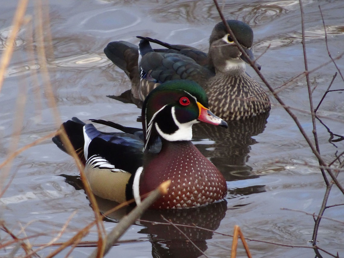 Wood Ducks This beautiful pair of Wood Ducks (Aix sponsa) are paddling along on a lake called Mud, just next to the Ottawa River. Britannia Conservation Area, Mud Lake, Ottawa, Ontario, Canada. Aix sponsa,Britannia Conservation Area,Canada,Fall,Geotagged,Mud Lake,Ontario,Ottawa,Wood Ducks,Wood duck,birds