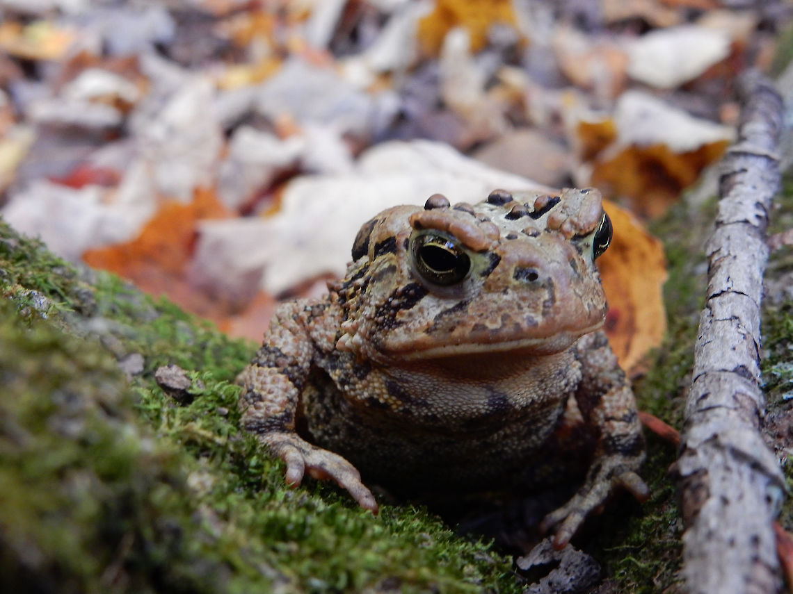 American Toad American Toad (Anaxyrus americanus) pauses for a photograph before going on his way at Bill Mason Centre, Dunrobin, Ottawa, Ontario, Canada. American Toad,American toad,Anaxyrus americanus,Bill Mason Centre,Bufo americanus,Canada,Dunrobin,Fall,Geotagged,Ontario,Ottawa