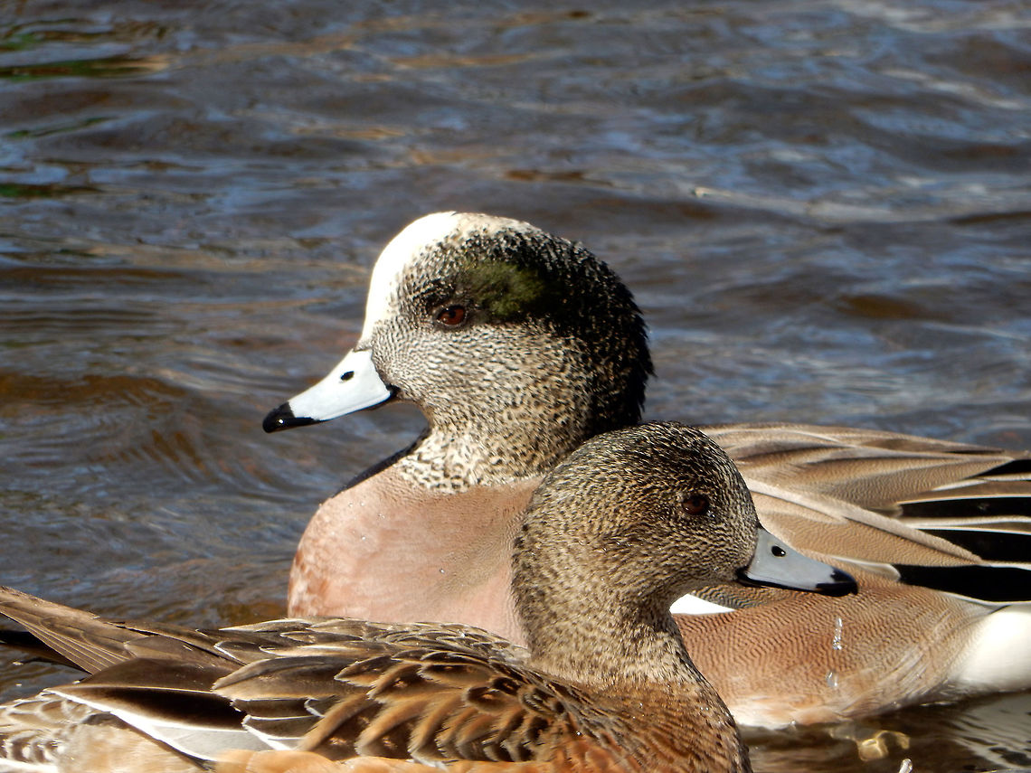 American Wigeons A pair of American Wigeons (Mareca americana) on the waters of the Ottawa River. Britannia Conservation Area, Mud Lake, Ottawa, Ontario, Canada. American Wigeons,American wigeon,Britannia Conservation Area,Canada,Geotagged,Mareca americana,Mud Lake,Ontario,Ottawa,Spring,birds,ducks