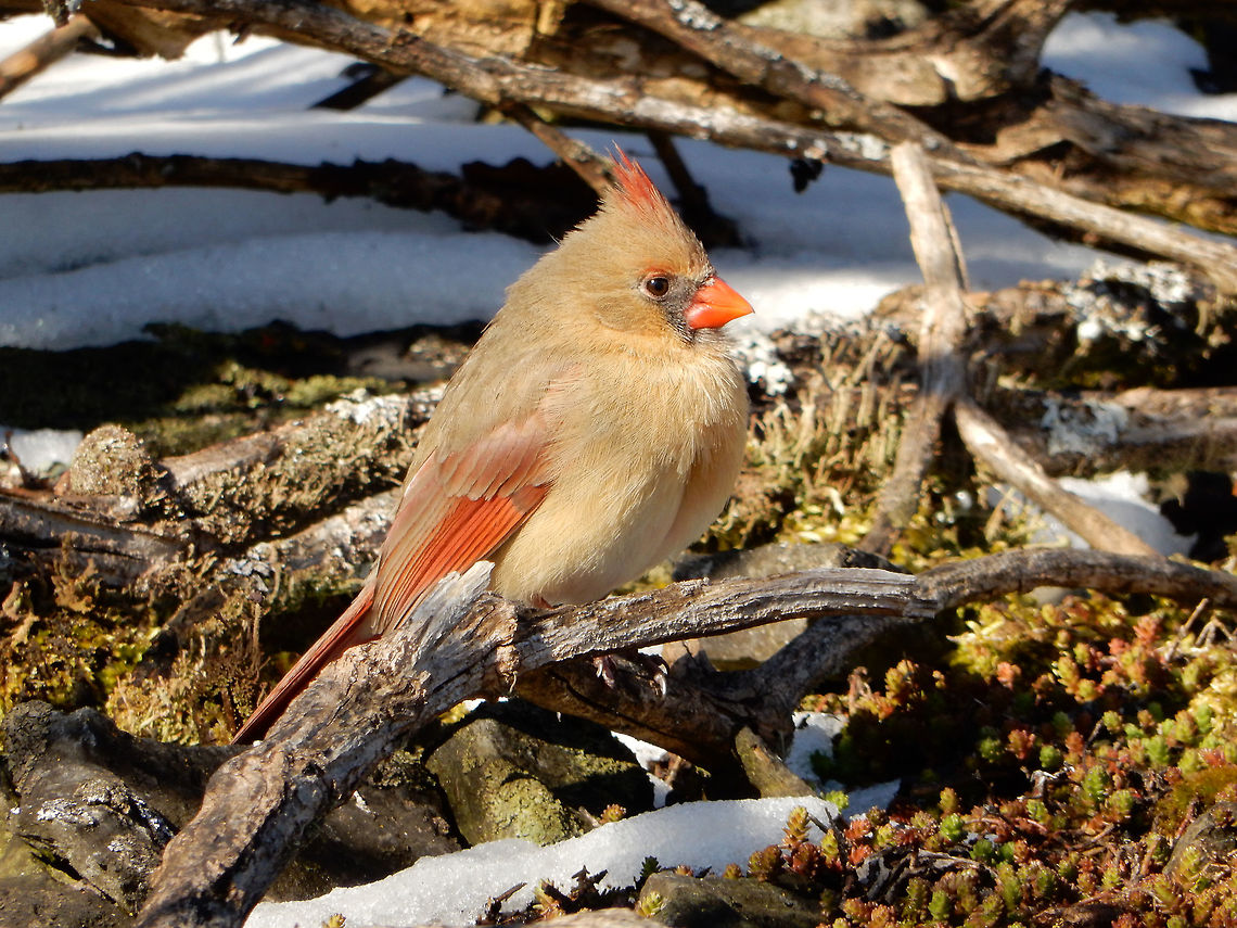 Northern Cardinal Female Northern Cardinal (Cardinals cardinals) perched amongst the brush calmly on a ridge next to the Ottawa River at the Britannia Conservation Area, Mud Lake, Ottawa, Ontario, Canada. Britannia Conservation Area,Canada,Cardinalis cardinalis,Cardinals cardinals,Geotagged,Mud Lake,Northern Cardinal,Ontario,Ottawa,Spring