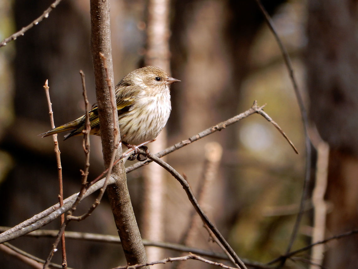 Pine Siskin Perched on the bare branches, Pine Siskin (Spinus pinus) watches on at the Jack Pine Trail, part of Ottawa&#039;s greenbelt. Ottawa, Ontario, Canada. Canada,Geotagged,Jack Pine Trail,Ontario,Ottawa,Pine Siskin,Pine siskin,Spinus pinus,Spring,bird
