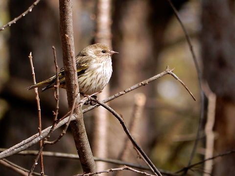 Pine Siskin Perched on the bare branches, Pine Siskin (Spinus pinus) watches on at the Jack Pine Trail, part of Ottawa's greenbelt. Ottawa, Ontario, Canada. Canada,Geotagged,Jack Pine Trail,Ontario,Ottawa,Pine Siskin,Pine siskin,Spinus pinus,Spring,bird