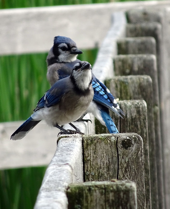 Blue Jays A pair of Blue Jays (Sitta carolinensis) hang out on the railing of the boardwalk of the marsh at the Jack Pine Trail, Ottawa, Ontario, Canada. Blue Jays,Blue jay,Canada,Cyanocitta cristata,Geotagged,Jack Pine Trail,Ontario,Ottawa,Summer,birds