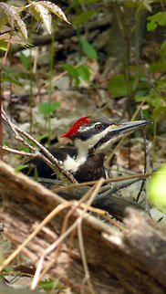 Pileated Woodpecker Pileated Woodpecker (Dryocopus pileatus) finds something good to eat in a log on the ground at Alleyn-et-Cawood, Quebec, Canada. Alleyn-et-Cawood,Canada,Dryocopus pileatus,Geotagged,Pileated Woodpecker,Quebec,Spring,bird