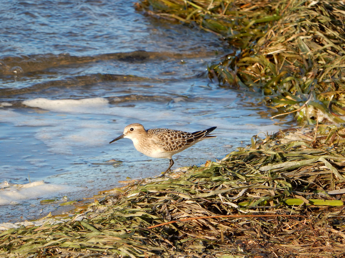 Baird's Sandpiper Along the sandy shores of the Ottawa River, Baird&#039;s Sandpiper (Calidris bairdii) hunts for food amongst the weeds at Ottawa, Ontario, Canada. Baird's Sandpiper,Bairds sandpiper,Calidris bairdii,Canada,Constance Bay,Fall,Geotagged,Ontario,Ottawa,bird