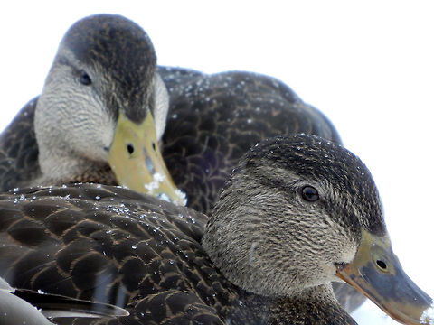 American Black Ducks A pair of American Black Ducks (Anas rubripes) on the ice of the Ottawa River, Britannia Conservation Area, Mud Lake, Ottawa, Ontario, Canada. American Black Duck,American Black Ducks,Anas rubripes,Britannia Conservation Area,Canada,Geotagged,Mud Lake,Ontario,Ottawa,Winter,birds