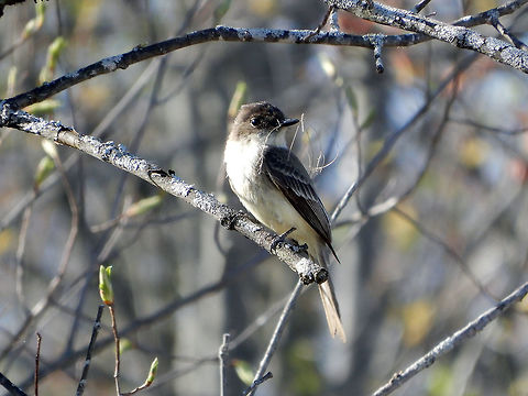 Eastern Phoebe An Eastern Phoebe (Sayornis phoebe) gathers materials to build a nest at the marsh, Mer Bleue Conservation Area, Ottawa, Ontario, Canada. Ramsar site no. 755. Canada,Eastern Phoebe,Geotagged,Mer Bleue Conservation Area,Ontario,Ottawa,Ramsar wetland,Sayornis phoebe,Spring,bird