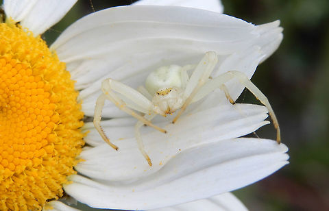 Goldenrod Crab Spider Blending in with his surrounding is a Goldenrod Crab Spider (Misumena vatia) at the Columbia Wetlands, British Columbia, Canada. Ramsar site no. 1463. British Columbia,Canada,Columbia Wetlands,Geotagged,Goldenrod Crab Spider,Misumena vatia,Ramsar wetland,Spring