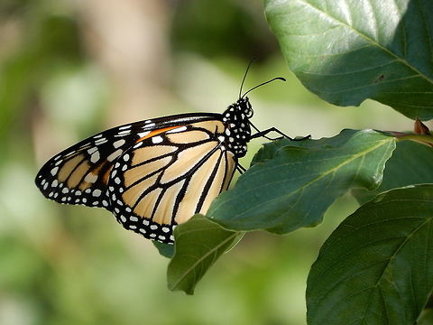 Monarch Butterfly A Monarch (Danaus plexippus) butterfly rests at the edge of large marsh on the Jack Pine Trail, Ottawa, Ontario, Canada. Conservation Status: imperiled (S2N,S4B) in Ontario, CA (NatureServe). Canada,Danaus plexippus,Geotagged,Jack Pine Trail,Monarch,Monarch butterfly,Ontario,Ottawa,Summer,butterfly,imperiled species