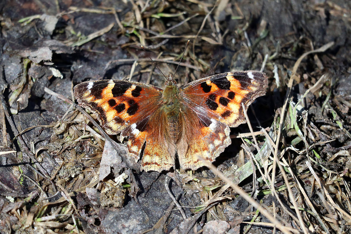 Compton Tortoiseshell Compton Tortoiseshell (Nymphalis l-album) butterfly enjoying the Spring sun on NCC27 Greenbelt Trail, Ottawa, Ontario, Canada. Canada,Compton Tortoiseshell,Compton tortoiseshell,Geotagged,NCC27 Greenbelt Trail,Nymphalis l-album,Nymphalis vaualbum,Ontario,Ottawa,Spring,butterfly