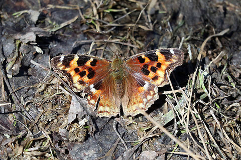 Compton Tortoiseshell Compton Tortoiseshell (Nymphalis l-album) butterfly enjoying the Spring sun on NCC27 Greenbelt Trail, Ottawa, Ontario, Canada. Canada,Compton Tortoiseshell,Compton tortoiseshell,Geotagged,NCC27 Greenbelt Trail,Nymphalis l-album,Nymphalis vaualbum,Ontario,Ottawa,Spring,butterfly