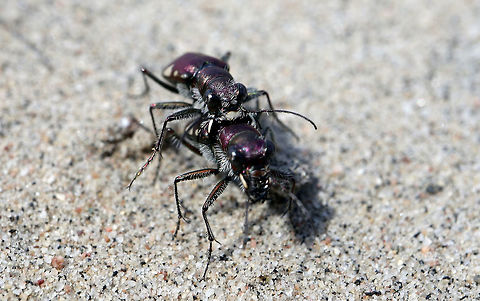 LeConte's Tiger Beetles LeConte's Tiger Beetles (Cicindela scutellaris lecontei﻿) enjoying a hot day at the inland sand dunes of Merivale Gardens, Ottawa, Ontario, Canada. Canada,Cicindela scutellaris,Cicindela scutellaris lecontei﻿,Festive Tiger Beetle,Geotagged,LeConte's Tiger Beetles,Merivale Gardens,Ontario,Ottawa,Spring,insects
