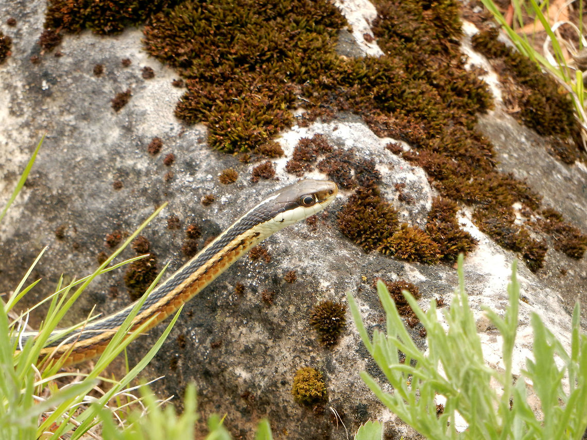 Eastern Ribbonsnake The Eastern Ribbonsnake (Thamnophis sauritus) is listed as vulnerable in Canada. I found this one at Bruce Peninsula National Park of Canada, Lake Huron, Ontario, Canada. Conservation Status: vulnerable (N3) in Canada (NatureServe). Bruce Peninsula National Park of Canada,Canada,Eastern Ribbonsnake,Geotagged,Lake Huron,Ontario,Ribbon Snake,Spring,Thamnophis sauritus,reptile,vulnerable