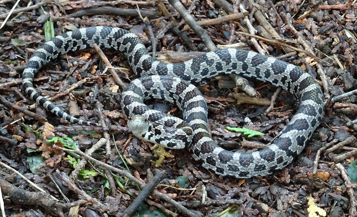 Milksnake Coiled on the path a small Milksnake (Lampropeltis triangulum) takes a defensive pose on the Jack Pine Trail, part of Ottawa's greenbelt, Ontario, Canada. Conservation Status: vulnerable (N3N4) in Canada (NatureServe). Canada,Geotagged,Jack Pine Trail,Lampropeltis triangulum,Milk snake,Milksnake,Ontario,Ottawa,Summer,reptile,vulnerable