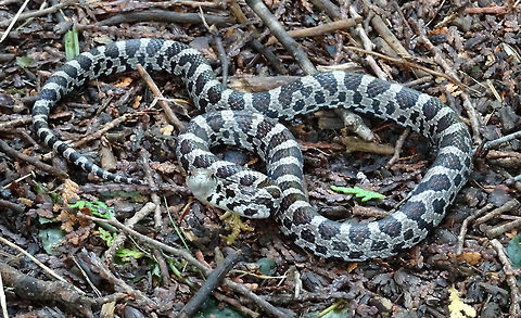 Milksnake Coiled on the path a small Milksnake (Lampropeltis triangulum) takes a defensive pose on the Jack Pine Trail, part of Ottawa's greenbelt, Ontario, Canada. Conservation Status: vulnerable (N3N4) in Canada (NatureServe). Canada,Geotagged,Jack Pine Trail,Lampropeltis triangulum,Milk snake,Milksnake,Ontario,Ottawa,Summer,reptile,vulnerable