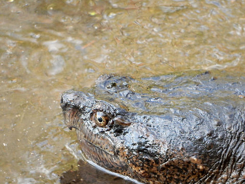 Common Snapping Turtle A Common Snapping Turtle (Chelydra serpentina) at the Britannia Conservation Area, Mud Lake, Ottawa, Ontario, Canada. Conservation Status: vulnerable (S3) in Ontario, CA (NatureServe). Britannia Conservation Area,Canada,Chelydra serpentina,Common Snapping Turtle,Common snapping turtle,Geotagged,Mud Lake,Ontario,Ottawa,Summer,reptile