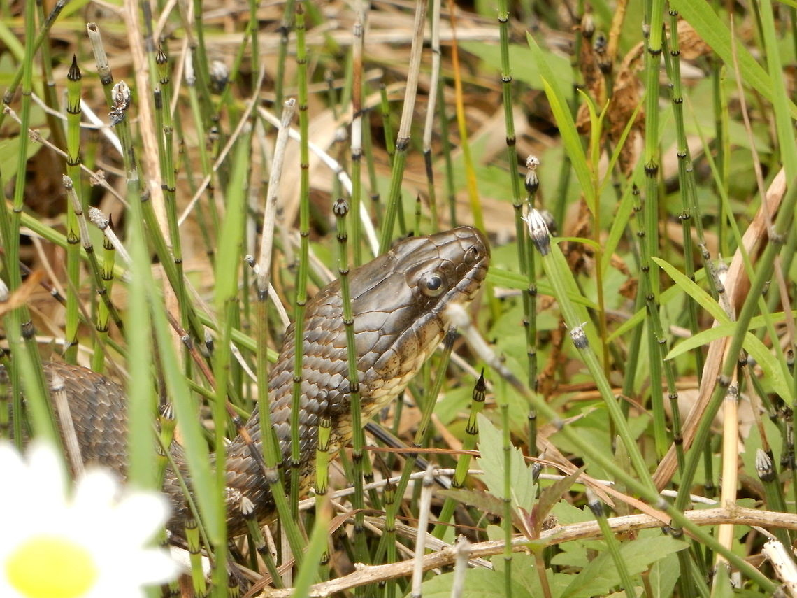 Northern Water Snake A snake in the grass, this Northern Water Snake (Nerodia sipedon ssp. sipedon) was watching a turtle lay its eggs in the sand of an old quarry, at Lyn Valley Conservation Area, Ontario, Canada. Canada,Geotagged,Lyn Valley Conservation Area,Nerodia sipedon,Nerodia sipedon ssp. sipedon,Northern Water Snake,Ontario,Summer,reptile