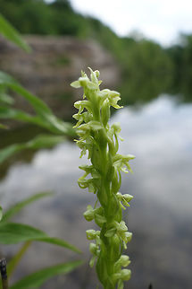 Green Bog Orchid Next to the shoreline of an old quarry, the Green Bog Orchid (Platanthera huronensis) blooms at the Lyn Valley Conservation Area, Ontario, Canada. Canada,Geotagged,Green Bog Orchid,Huron green orchid,Lyn Valley Conservation Area,Ontario,Platanthera huronensis,Summer