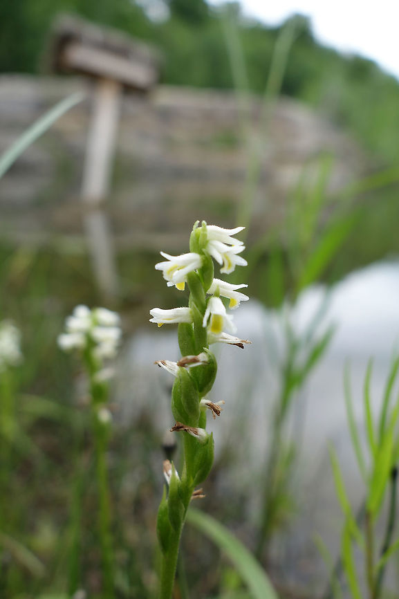 Shining Ladies' Tresses Shoreline of an old quarry, the Shining Ladies&#039; Tresses (Spiranthes lucida) grow at the Lyn Valley Conservation Area, Ontario, Canada. Canada,Geotagged,Lyn Valley Conservation Area,Ontario,Shining Ladies' Tresses,Spiranthes lucida,Summer,orchids