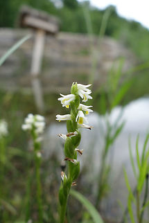 Shining Ladies' Tresses