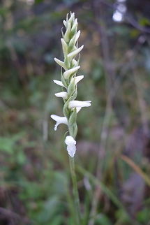 Sphinx Ladies' Tresses Along a dirt road through mixed woods, the Sphinx Ladies' Tresses (Spiranthes incurva) at the Marlborough Forest, Ontario, Canada. Canada,Geotagged,Marlborough Forest,Ontario,Sphinx Ladies Tresses,Sphinx Ladies' Tresses,Spiranthes incurva,Summer
