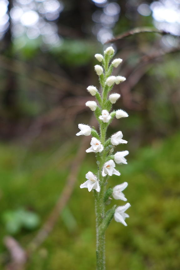 Checkered Rattlesnake Plantain Shaded moist woods next to lake Superior, the Checkered Rattlesnake Plantain (Goodyear tesselata) orchid can be found amongst the moss of Pukaskwa National Park of Canada, Ontario, Canada. Canada,Checkered Rattlesnake Plantain,Checkered rattlesnake plantain,Geotagged,Goodyear tesselata,Goodyera tesselata,Ontario,Pukaskwa National Park of Canada,Summer,orchid
