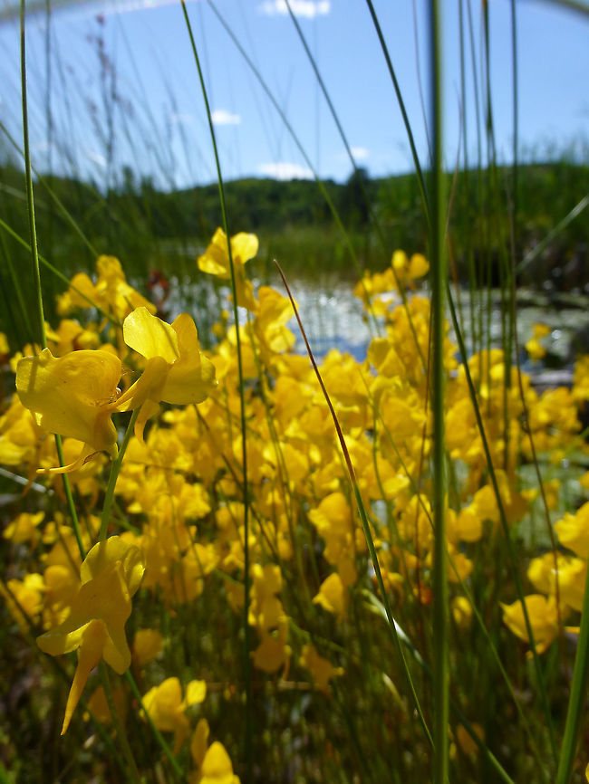 Horned Bladderwort Along the grassy shoreline of the marsh, the carnivorous plant Horned Bladderwort (Utricularia cornuta) blooms in large numbers at Alleyn-et-Cawood, Quebec, Canada. Alleyn-et-Cawood,Canada,Geotagged,Horned Bladderwort,Quebec,Summer,Utricularia cornuta
