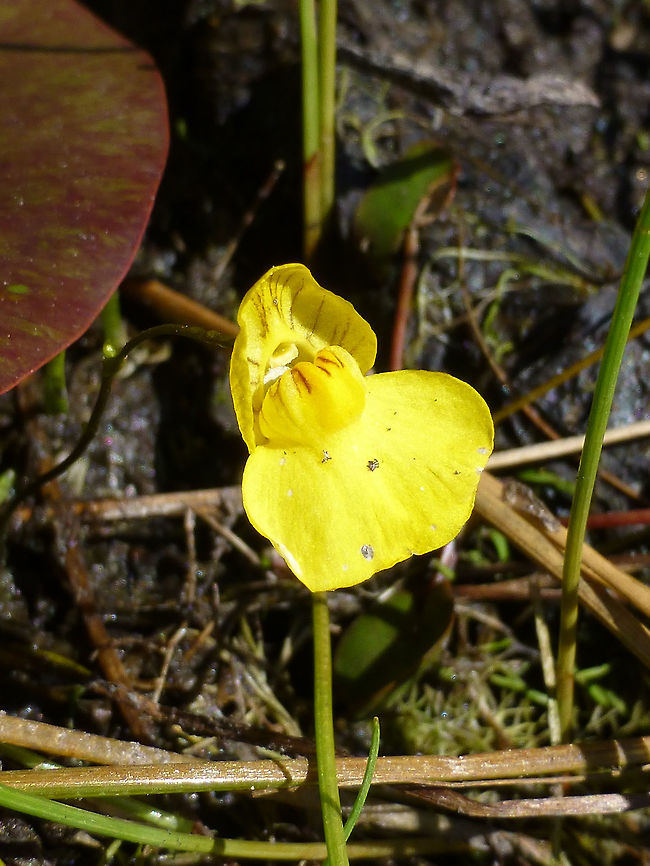 Flat-leaved Bladderwort On the muddy shore of the marsh, the solitary bloom of the carnivorous plant Flat-leaved Bladderwort (Utricularia intermedia) can be found at Alleyn-et-Cawood, Quebec, Canada. Alleyn-et-Cawood,Canada,Flat-leaved Bladderwort,Geotagged,Quebec,Summer,Utricularia intermedia
