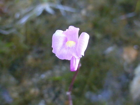 Lavender Bladderwort On a particular hot dry summer, Lavender Bladderwort (Utricularia resupinata) a delicate small carnivorous subaquatic plant, solitary bloom sprouts along a lake shoreline at Alleyn-et-Cawood, Quebec, Canada. Conservation Status: vulnerable (S3) in Québec, CA (NatureServe). Alleyn-et-Cawood,Canada,Geotagged,Lavender Bladderwort,Quebec,Summer,Utricularia resupinata,vulnerable
