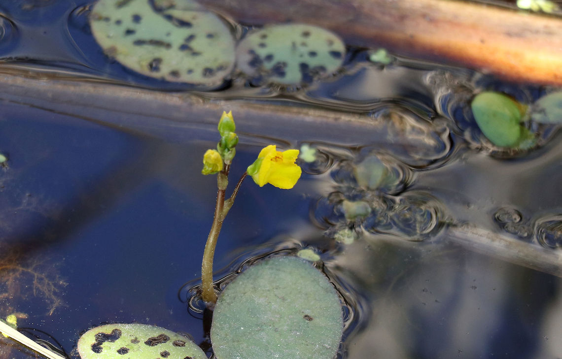 American Bladderwort Carnivorous aquatic plant trapping small organisms in its tiny bladders. The trap door operates at speeds that rank among the fastest plant movements known. Triggered by protruding hairs on the door, trap bladders open in about 0.5 milliseconds, sucking the animal in. Flowers are bright yellow with orange stripping. American Bladderwort (Utricularia vulgaris ssp. macrorhiza) found at the Mer Bleue Conservation Area, Ottawa, Ontario, Canada. Ramsar site no. 755. American Bladderwort,Canada,Common bladderwort,Geotagged,Mer Bleue Conservation Area,Ontario,Ottawa,Ramsar wetland,Spring,Utricularia vulgaris,Utricularia vulgaris ssp. macrorhiza