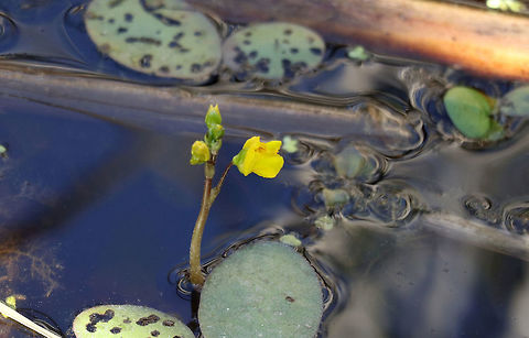 American Bladderwort Carnivorous aquatic plant trapping small organisms in its tiny bladders. The trap door operates at speeds that rank among the fastest plant movements known. Triggered by protruding hairs on the door, trap bladders open in about 0.5 milliseconds, sucking the animal in. Flowers are bright yellow with orange stripping. American Bladderwort (Utricularia vulgaris ssp. macrorhiza) found at the Mer Bleue Conservation Area, Ottawa, Ontario, Canada. Ramsar site no. 755. American Bladderwort,Canada,Common bladderwort,Geotagged,Mer Bleue Conservation Area,Ontario,Ottawa,Ramsar wetland,Spring,Utricularia vulgaris,Utricularia vulgaris ssp. macrorhiza